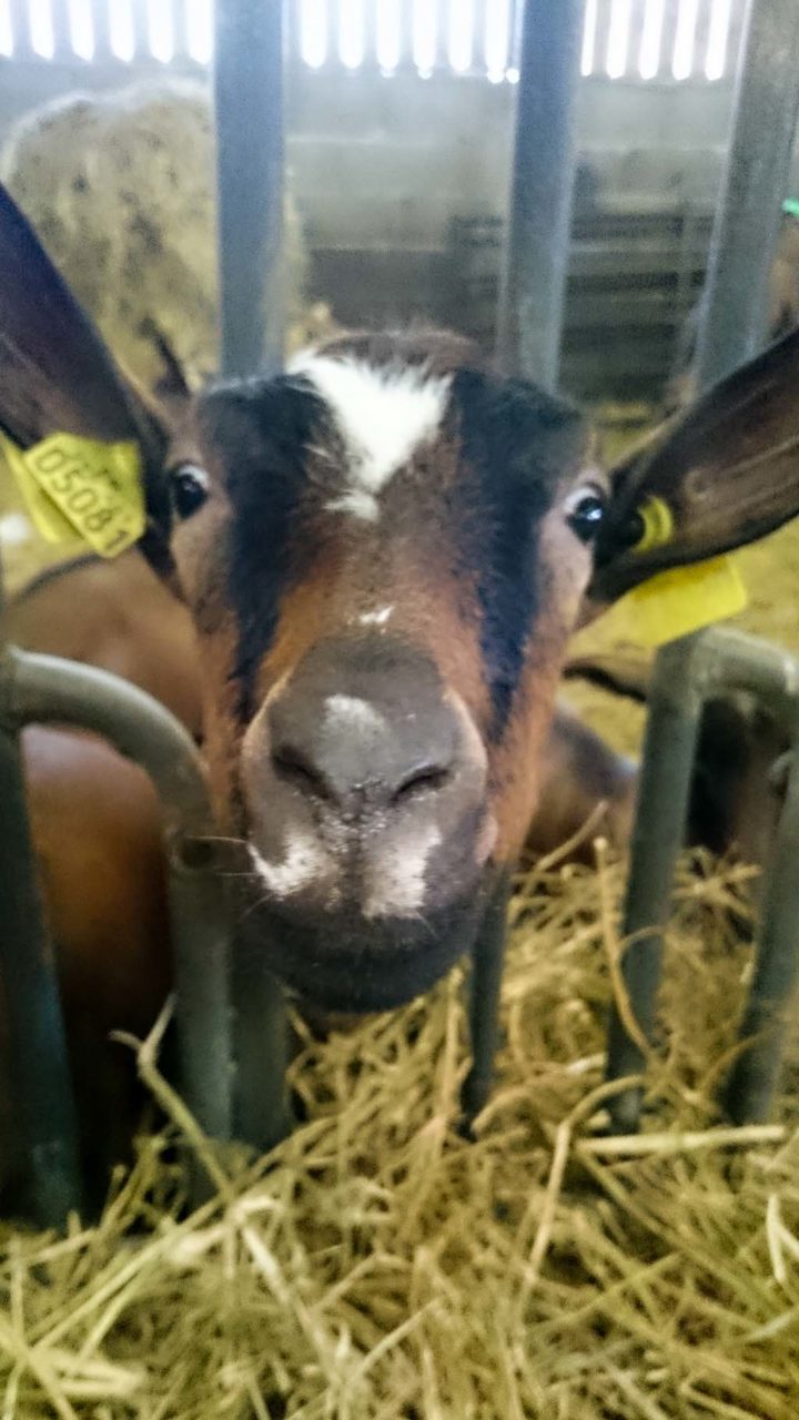 Le chèvre Saint Maure de Touraine Recettes simples et faciles de