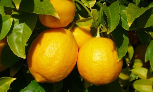 Le citron et ses atouts