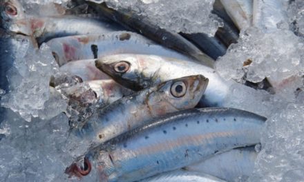Sardines Connétable : sans peau ni arête