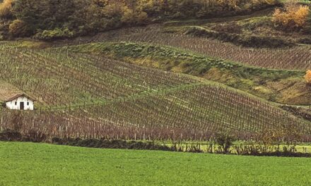 Voyage gourmand vers les vins du Jura